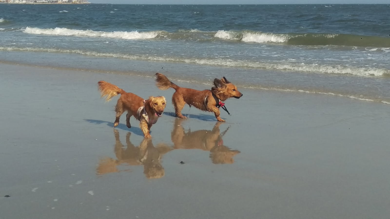 Dog Daycare Evaluation Seaville