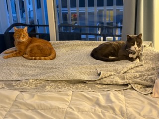 Cat Boarding