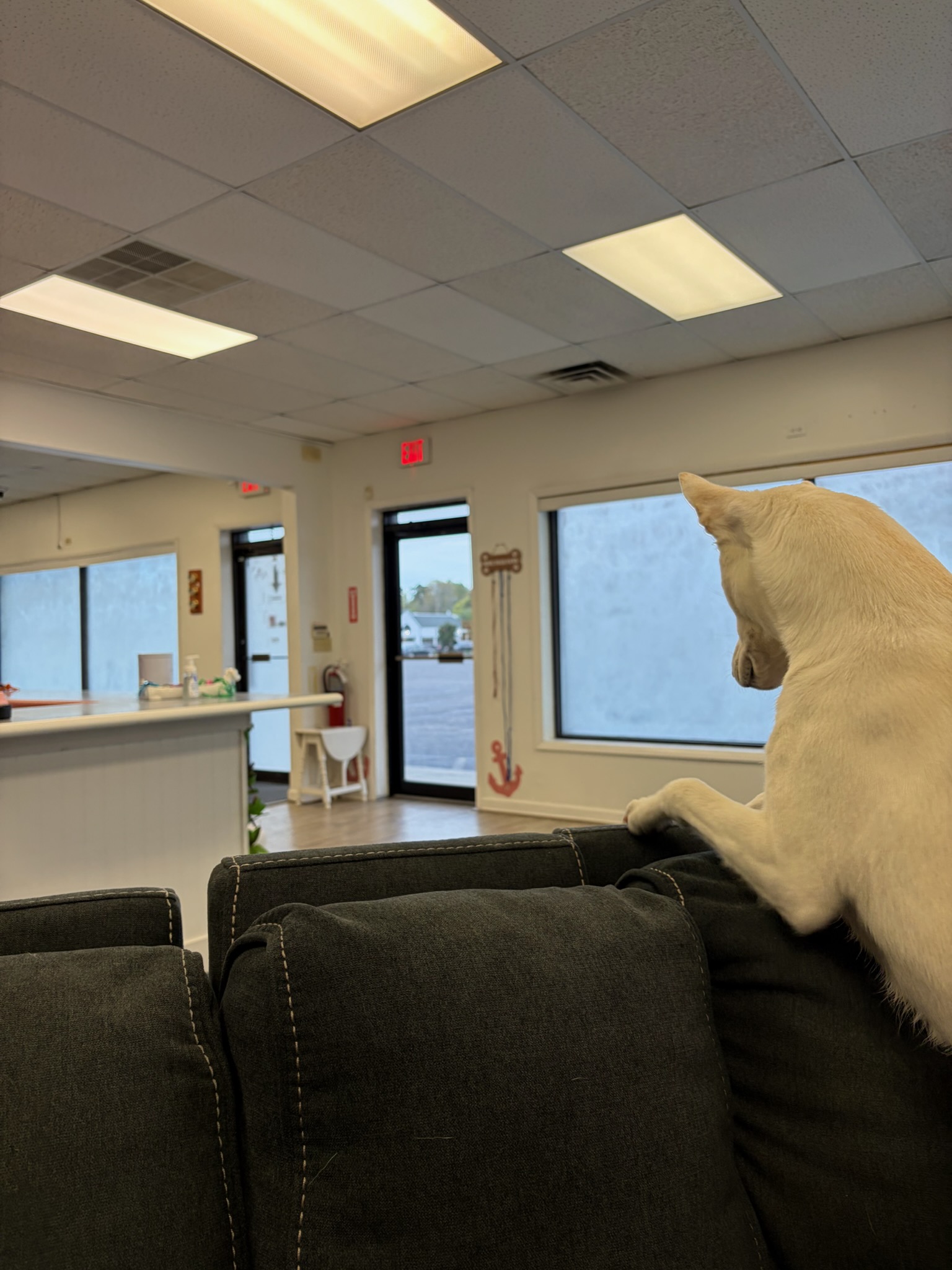 Cat Boarding